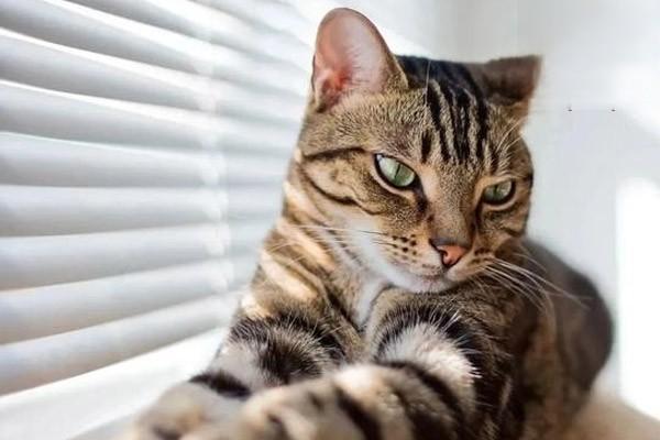 1615254725185552.jpg 如何选择全价猫粮