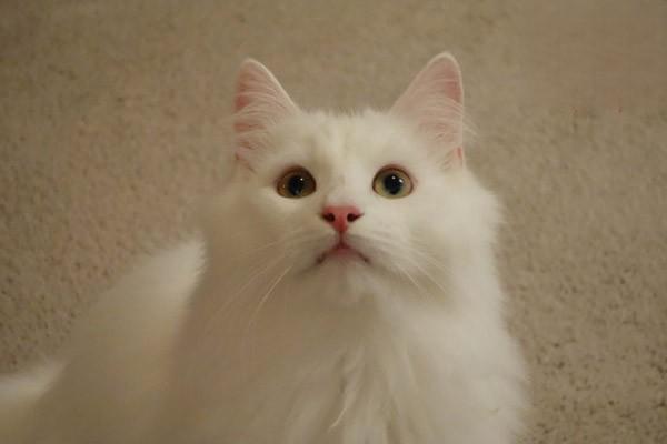 1615254734429238.jpg 如何选择全价猫粮