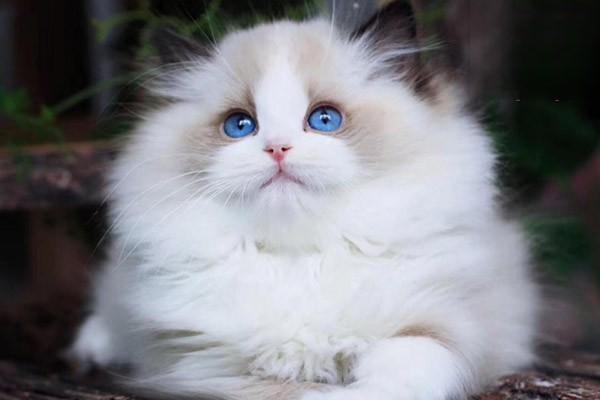 1615254097641366.jpg 猫咪可以吃哪些植物