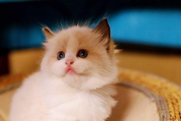 1615254069783153.jpg 猫咪可以吃哪些植物