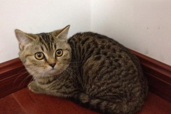 1615254623650353.jpg 如何避免猫咪粘连应激