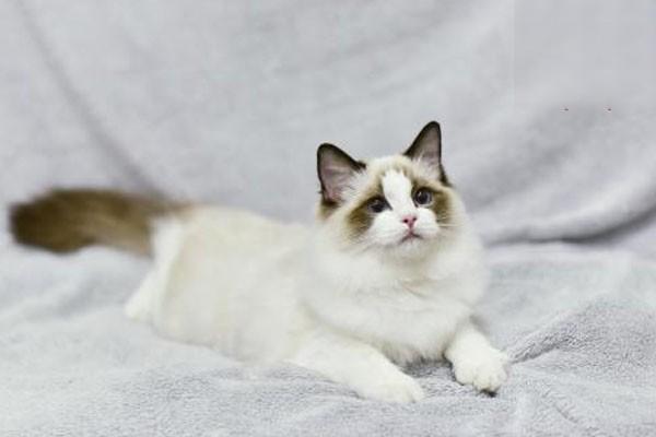 1615253810360583.jpg 猫会热到中暑吗