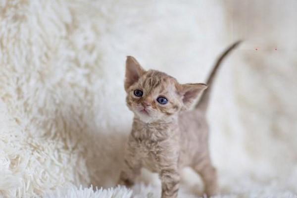 猫咪吃的冻干是个啥