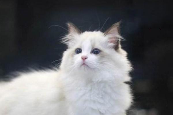 1615253967756562.jpg 猫咪耳朵姿态有什么含义