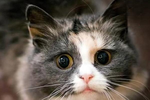 1615253915387289.jpg 猫咪耳朵姿态有什么含义