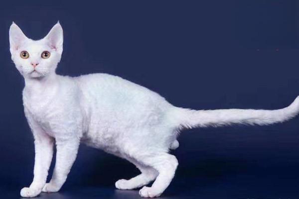 1615253941119968.jpg 猫咪耳朵姿态有什么含义