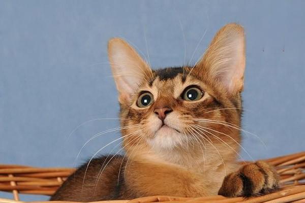 1615254815896869.jpg 如何训练猫咪按铃索食