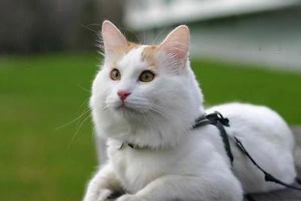 1615272627838618.jpg 猫咪9种方式说爱你