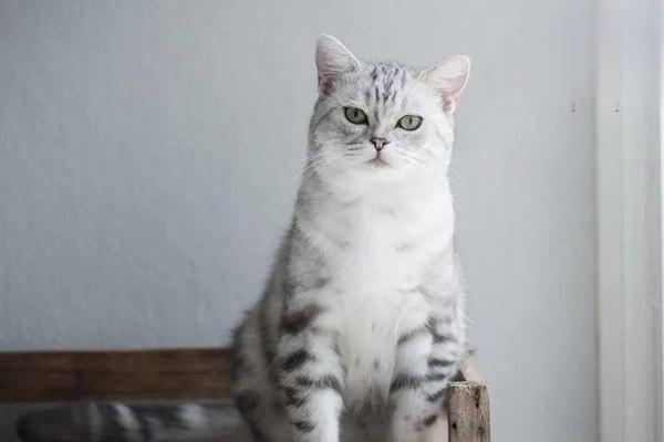 1615254826172334.jpg 如何训练猫咪按铃索食