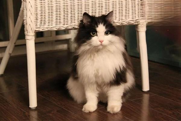 1615254840883464.jpg 如何训练猫咪按铃索食