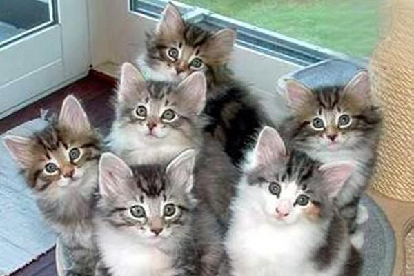 1615272653469747.jpg 猫咪9种方式说爱你