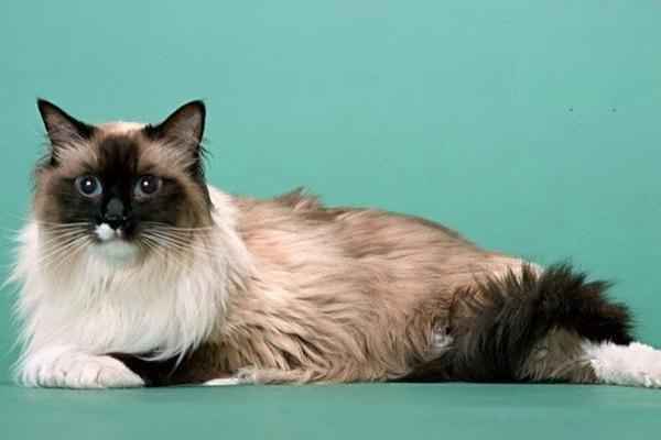 1615254855799776.jpg 如何训练猫咪按铃索食