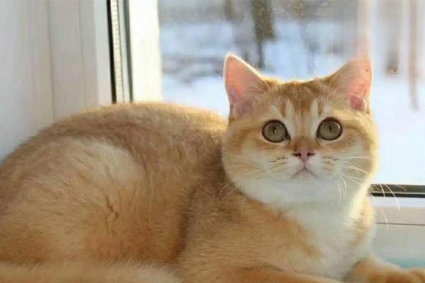 1615273184701648.jpg 6种猫咪常见疾病及预防