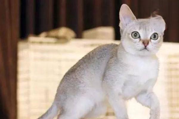 1615273135341347.jpg 6种猫咪常见疾病及预防