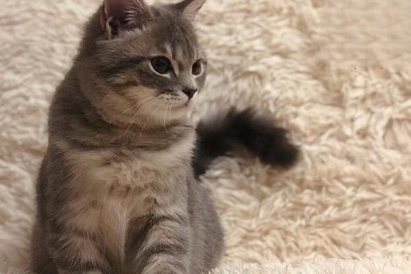 1615273361315383.jpg 如何训练猫咪听懂“No”