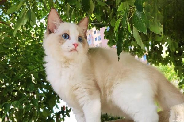 1615273342640482.jpg 如何训练猫咪听懂“No”