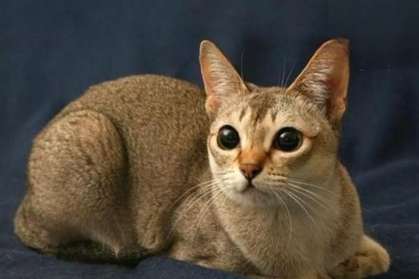 1615273324303064.jpg 如何训练猫咪听懂“No”