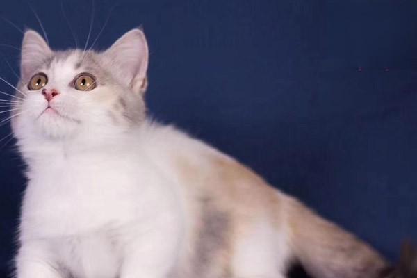 1615273814837754.jpg 如何训练猫咪在固定位置睡觉