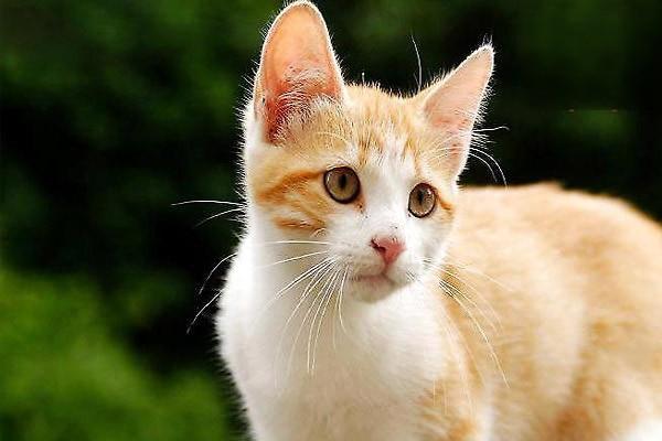 1615273801672117.jpg 如何训练猫咪在固定位置睡觉