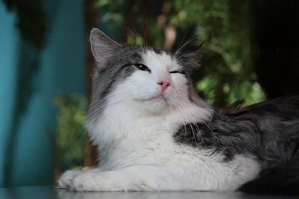 1615273768213805.jpg 如何训练猫咪在固定位置睡觉