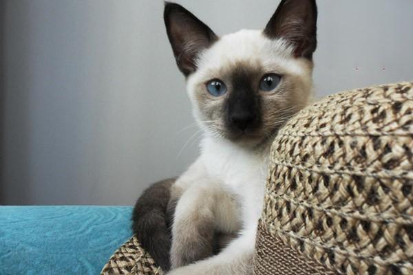 如何判断猫咪是否有寄生虫