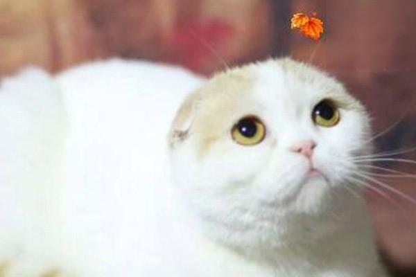 如何给猫咪喂药