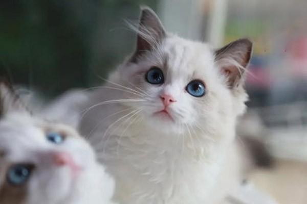 1615277934438769.jpg 如何让猫咪喜欢刷牙