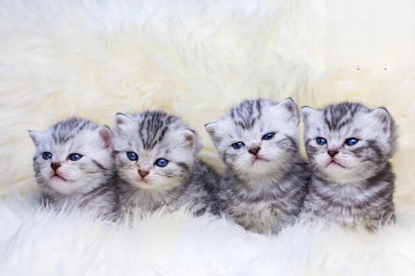 1615277832244529.jpg 如何给猫咪打理毛发