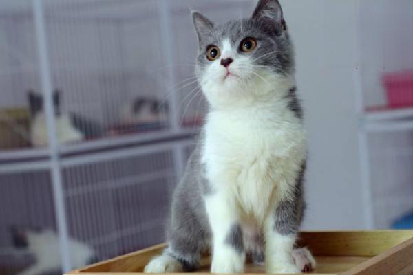 1615278125507270.jpg 如何让猫咪喜欢刷牙