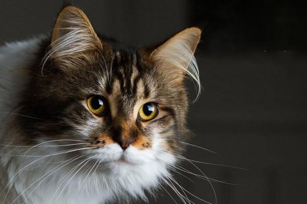 如何让猫咪喜欢剪指甲