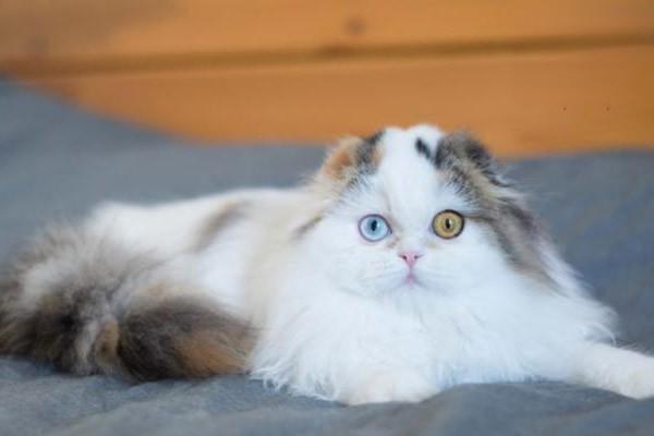 1615278034253111.jpg 如何让猫咪喜欢刷牙