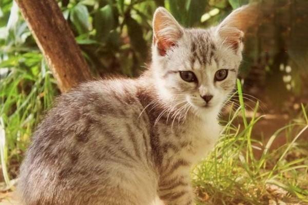 如何让猫咪喜欢剪指甲