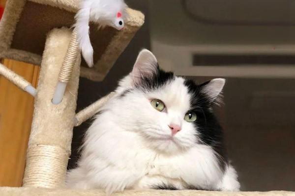 1615277953879370.jpg 如何让猫咪喜欢刷牙