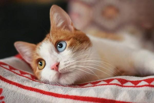 1615277971647161.jpg 如何让猫咪喜欢刷牙