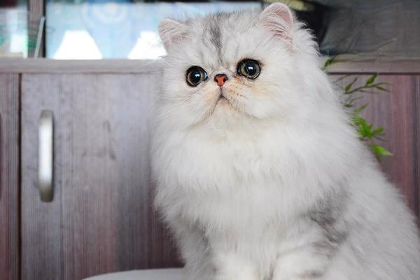 1615278167521532.jpg 如何让猫咪喜欢刷牙