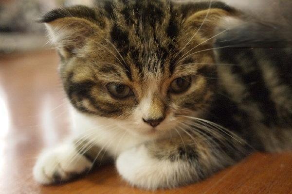 1615277797448993.jpg 如何给猫咪打理毛发