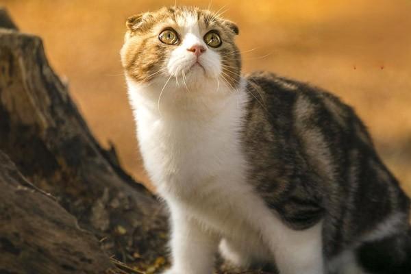 如何抚摸猫咪让它喜欢上你