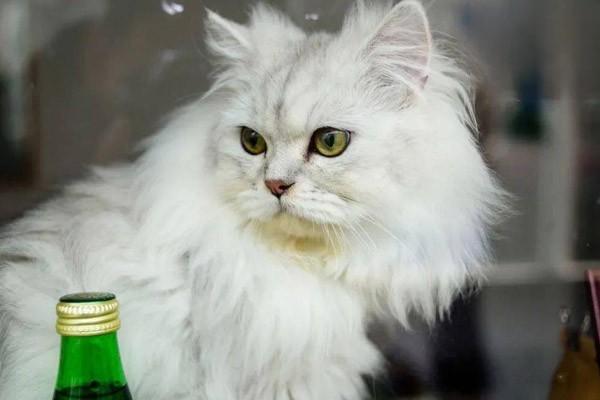 1615280872927831.jpg 怎么选择什么品种的猫咪