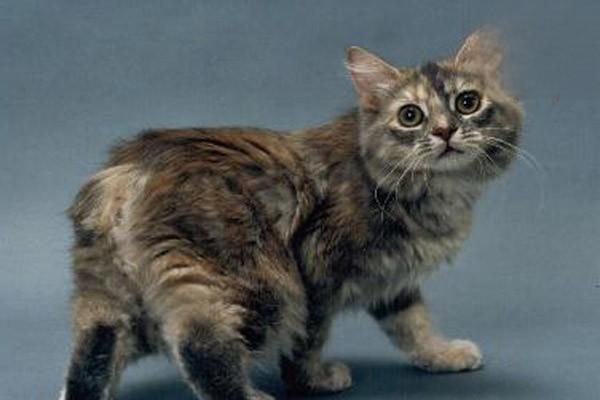 1615280825589562.jpg 怎么选择什么品种的猫咪