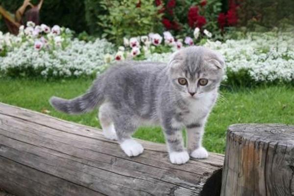 1615281460367395.jpg 猫咪频繁的叫唤是为什么