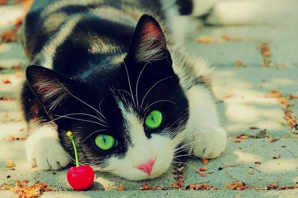 1615281320340430.jpg 猫咪频繁的叫唤是为什么