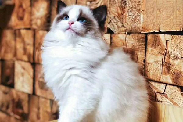 1615282223777717.jpg 选只“好猫“有必要吗