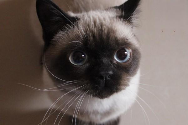 1615281974106063.jpg 什么人容易被猫咪抓伤