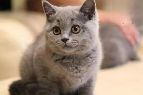 1615346136270147.jpg 如何避免被猫抓伤