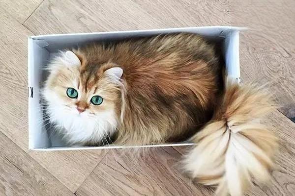 1615346094492266.jpg 如何避免被猫抓伤