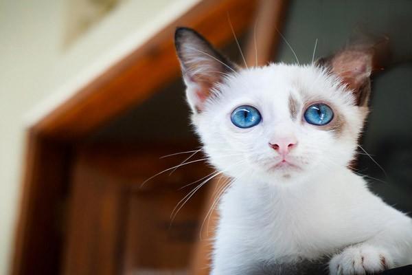 1615281990911747.jpg 什么人容易被猫咪抓伤