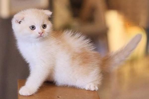 1615343455875078.jpg 猫咪为什么会攻击主人