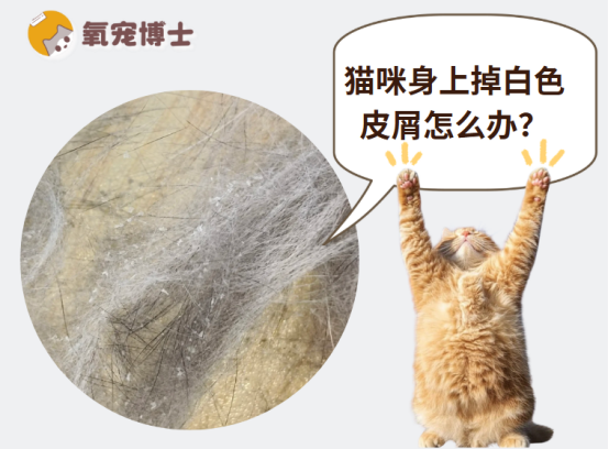 猫咪身上掉白色皮屑怎么回事？