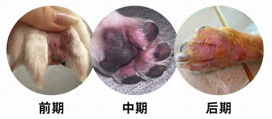 狗狗趾间长脓包、发臭怎么办？