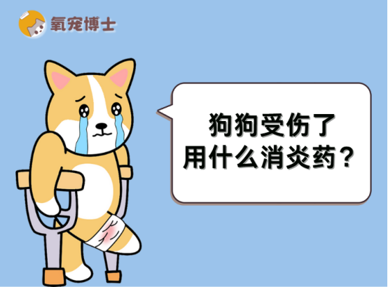 狗狗受伤了用什么消炎药？